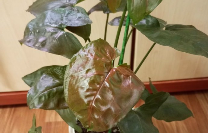 Продам сингониумы, диффенбахию, фикус, кротон