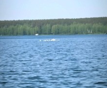 Больше 10 лебедей прилетели на водохранилище