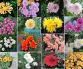 Саженцы хризантем мультифлора и корейской из Белоярского района — более 30 сортов