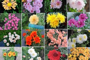 Саженцы хризантем мультифлора и корейской из Белоярского района — более 30 сортов