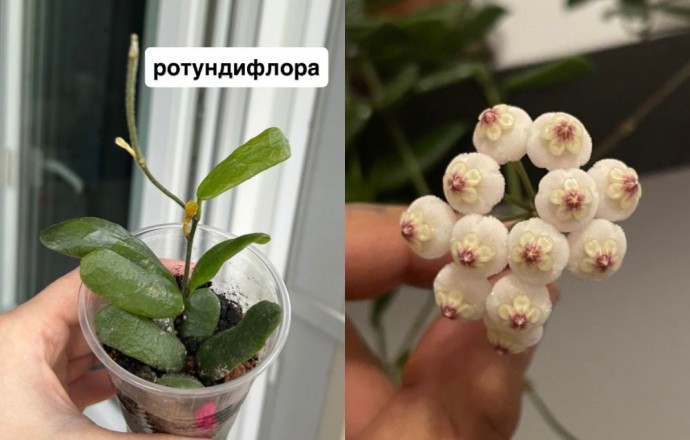 Хойи