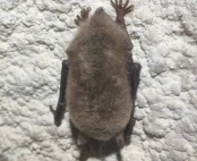 Летучих мышей, занесённых в Красную книгу Свердловской области, возьмут под усиленную защиту