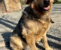 Марта из Первоуральского приюта ищет заботливого хозяина
