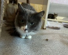 Кошки с Ленина, 30 ищут новый дом и заботливых хозяев