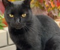 В Солнечном больше недели ищут кота Луи