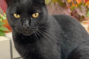 В Солнечном больше недели ищут кота Луи