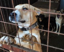 Депутаты законодательного собрания Свердловской области выступили против усыпления бездомных животных