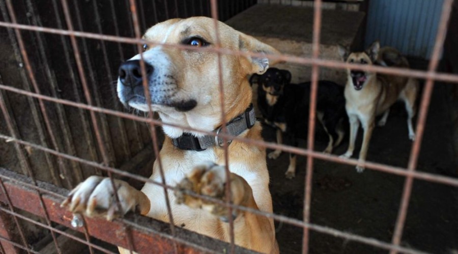 Депутаты законодательного собрания Свердловской области выступили против усыпления бездомных животных