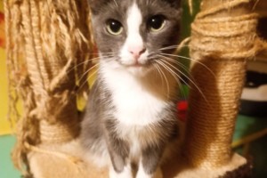 Ласковая кошечка ищет заботливых хозяев