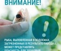 Специалисты предупредили жителей Свердловской области об опасности употребления рыбы из паводковых вод