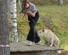 В субботу, 16 августа, под Асбестом прошла Гонка героев, в которой участвовали команды человек и собака