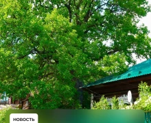 Сысертский дуб возрастом более 150 лет участвует в конкурсе «Российское дерево года»!