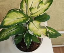 Продам кротон, диффенбахию, фикусы