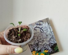 Рассада цветов и клубники