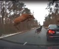 У лосей начался гон