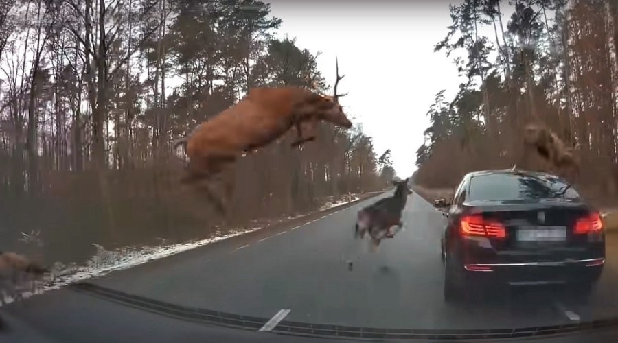 У лосей начался гон