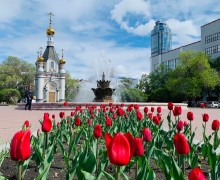 Уральскую столицу украсили распустившиеся тюльпаны