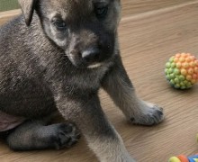 Щенок-девочка 2,2 месяца ищет заботливых хозяев