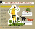 За неделю с 26 июня по 2 июля клещи покусали 9 жителей Заречного, среди них трое детей