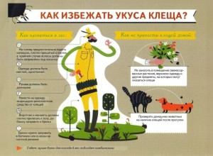 За неделю с 26 июня по 2 июля клещи покусали 9 жителей Заречного, среди них трое детей