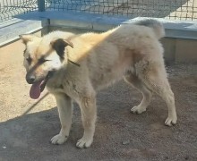 Пёс Изя ищет заботливых хозяев в Заречном