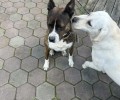 Потерявшийся домашний пёс ищет хозяев в Заречном