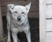 Принц из приюта ищет заботливого хозяина