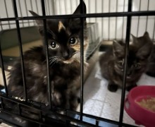 Две стерильные черепашки ищут новый дом