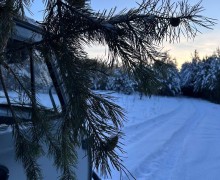 В ХРАМ ПОКРОВА ПРИВЕЗЛИ ЕЛКИ