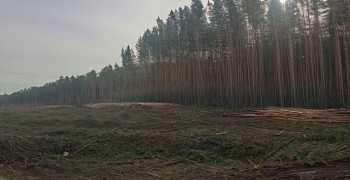 Почему так много леса вырубили на большом перекреётске?