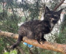 Ищет дом молодая кошечка, 3,5 месяца