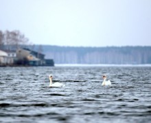 ПАРА ЛЕБЕДЕЙ замечена рядом с Белоярской АЭС