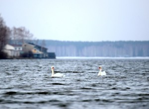 ПАРА ЛЕБЕДЕЙ замечена рядом с Белоярской АЭС