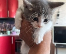 Ласковые котята ищут дом