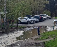 ДИКИЕ УТКИ В ГОРОДЕ