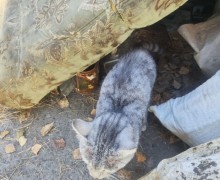 Серый котик с Муранитки ищет дом до холодов