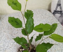 Продам сингониумы, кротон, строманту, фикусы