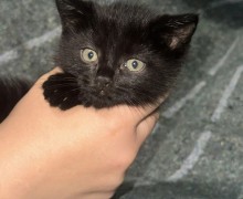 Котенок ищет дом