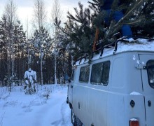 В ХРАМ ПОКРОВА ПРИВЕЗЛИ ЕЛКИ