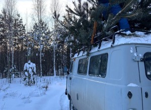 В ХРАМ ПОКРОВА ПРИВЕЗЛИ ЕЛКИ