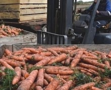 Аграрии Белоярского округа завершают уборочную кампанию, несмотря на потери из-за дождей