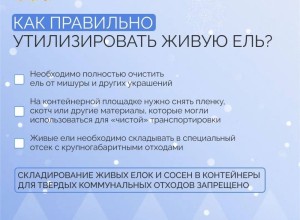 Свердловчане оформили в территориальных лесничествах покупку почти 13 тысяч елей и сосен, чтобы украсить свои дома к Новому году