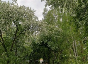 Зареченцы выбрали для благоустройства аллею от Дома торговли до УрТК