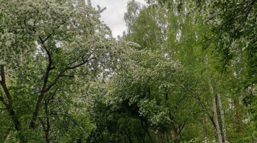 Зареченцы выбрали для благоустройства аллею от Дома торговли до УрТК