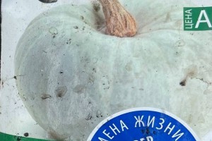 Продам тыквы