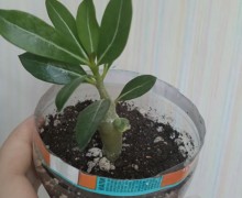Продам цветы
