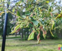 Сегодня днём яблони на бульваре Алещенкова будут опрыскивать инсектицидами
