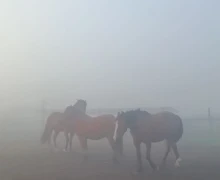 В понедельник Заречный и близлежащие деревни сёла накрыл туман