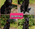 Щенки-дикарята из Первоуральска ищут дом или передержку
