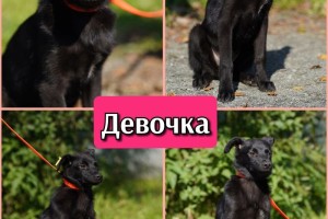Щенки-дикарята из Первоуральска ищут дом или передержку